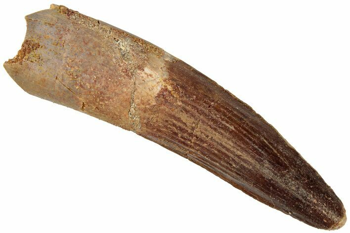 Fossil Spinosaurus Tooth - Real Dinosaur Tooth #310888